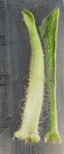  Calyx lobe